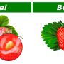 image_rastr_vect.png
